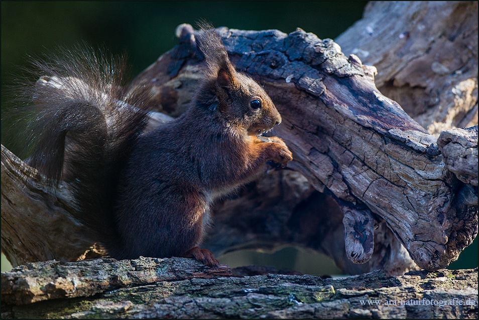 Eichhörnchen Nr. 2