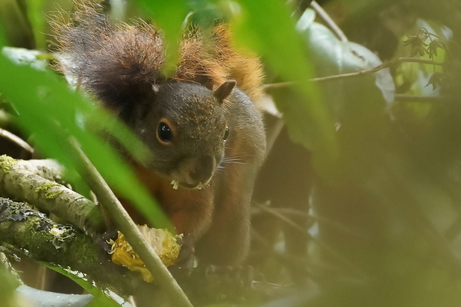 Eichhörnchen nur versteckt