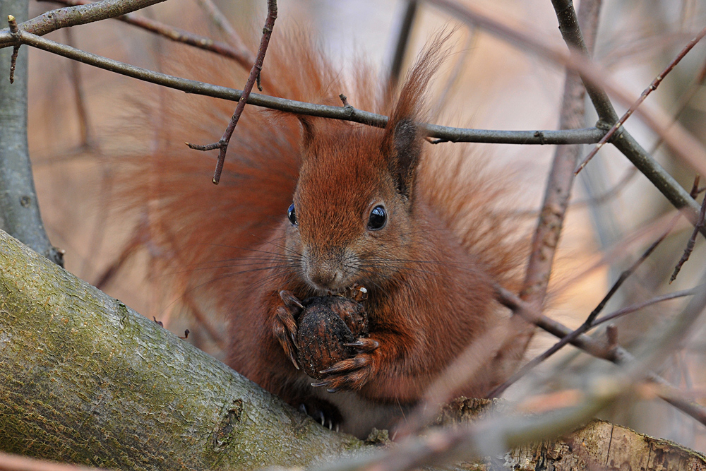 Eichhörnchen: Nussknacker mit rotem Fell