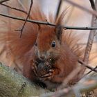 Eichhörnchen: Nussknacker mit rotem Fell
