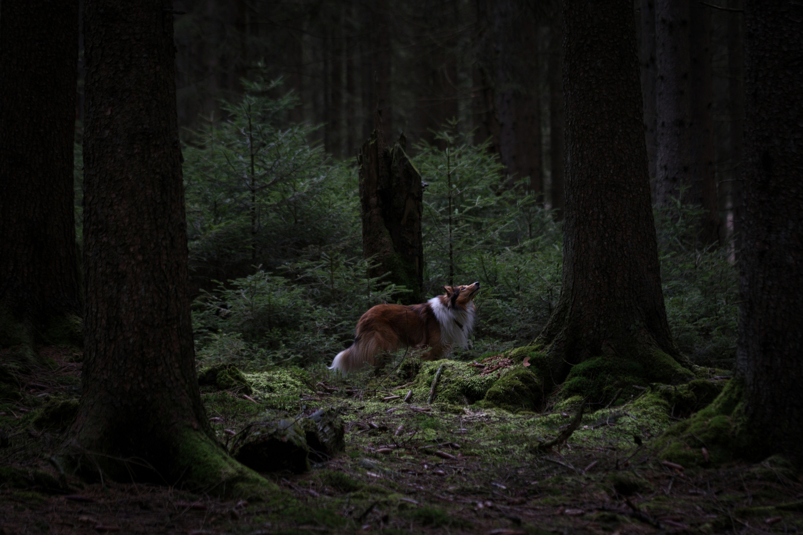 Eichhörnchen?... oder doch eine kleine Elfe?