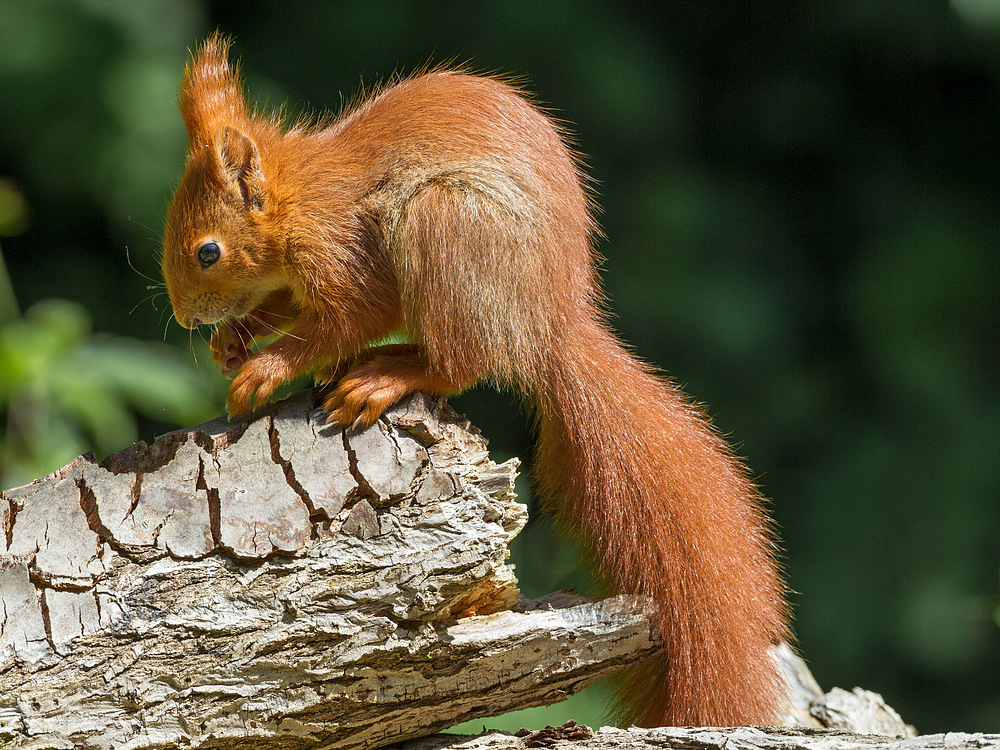 Eichhörnchen oder Frechdachs