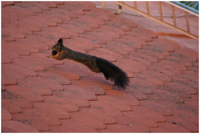 Eichhörnchen oder Stadtpark-Hansi