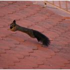 Eichhörnchen oder Stadtpark-Hansi