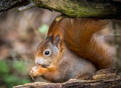 "EICHHÖRNCHEN" oder wie nennt ihr es?