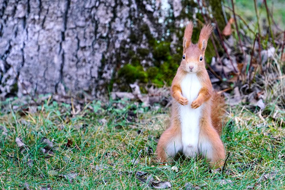 Eichhörnchen... ohne Pflaster