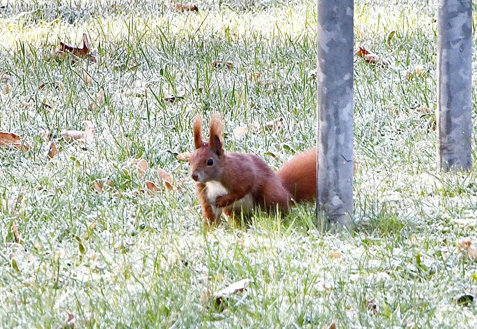 Eichhörnchen on Tour :-)