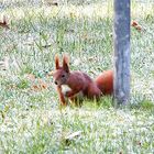 Eichhörnchen on Tour :-)