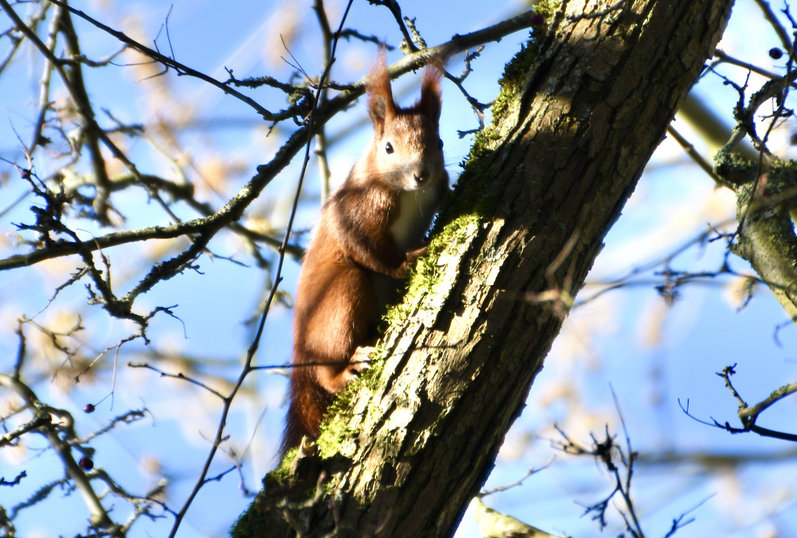 Eichhörnchen on Tour ;)