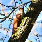 Eichhörnchen on Tour ;)