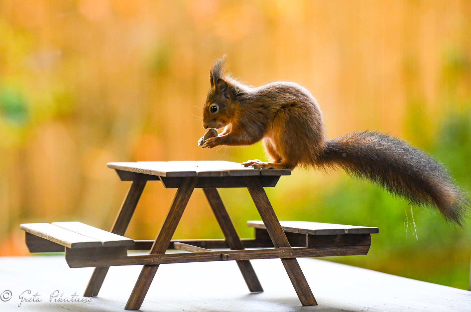 Eichhörnchen-Picknick