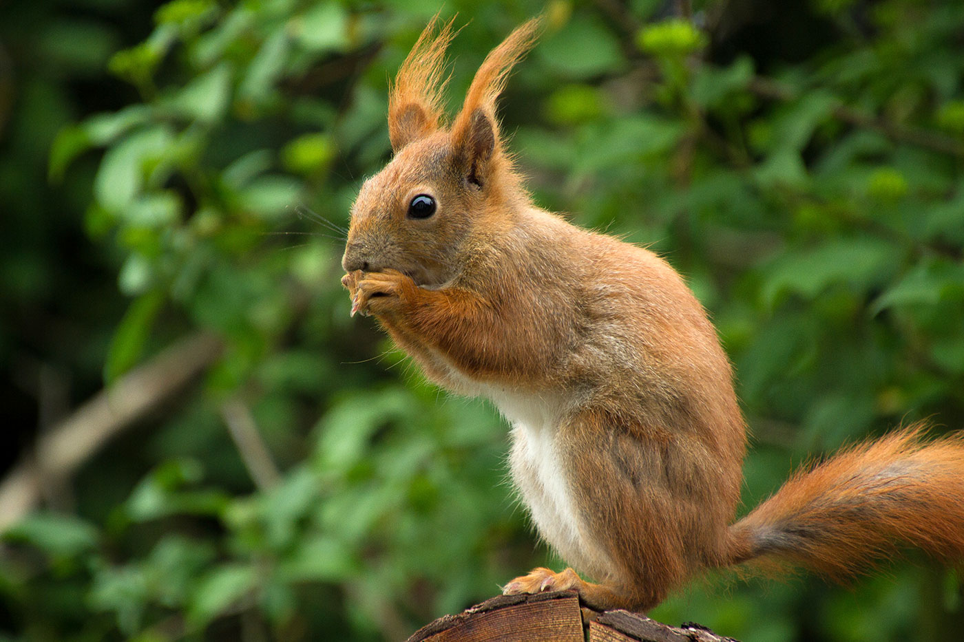 Eichhörnchen plündert das Vogelhäuschen