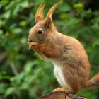 Eichhörnchen plündert das Vogelhäuschen