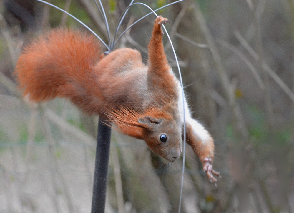 Eichhörnchen plündert Vogelfutterreste