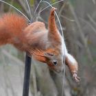 Eichhörnchen plündert Vogelfutterreste