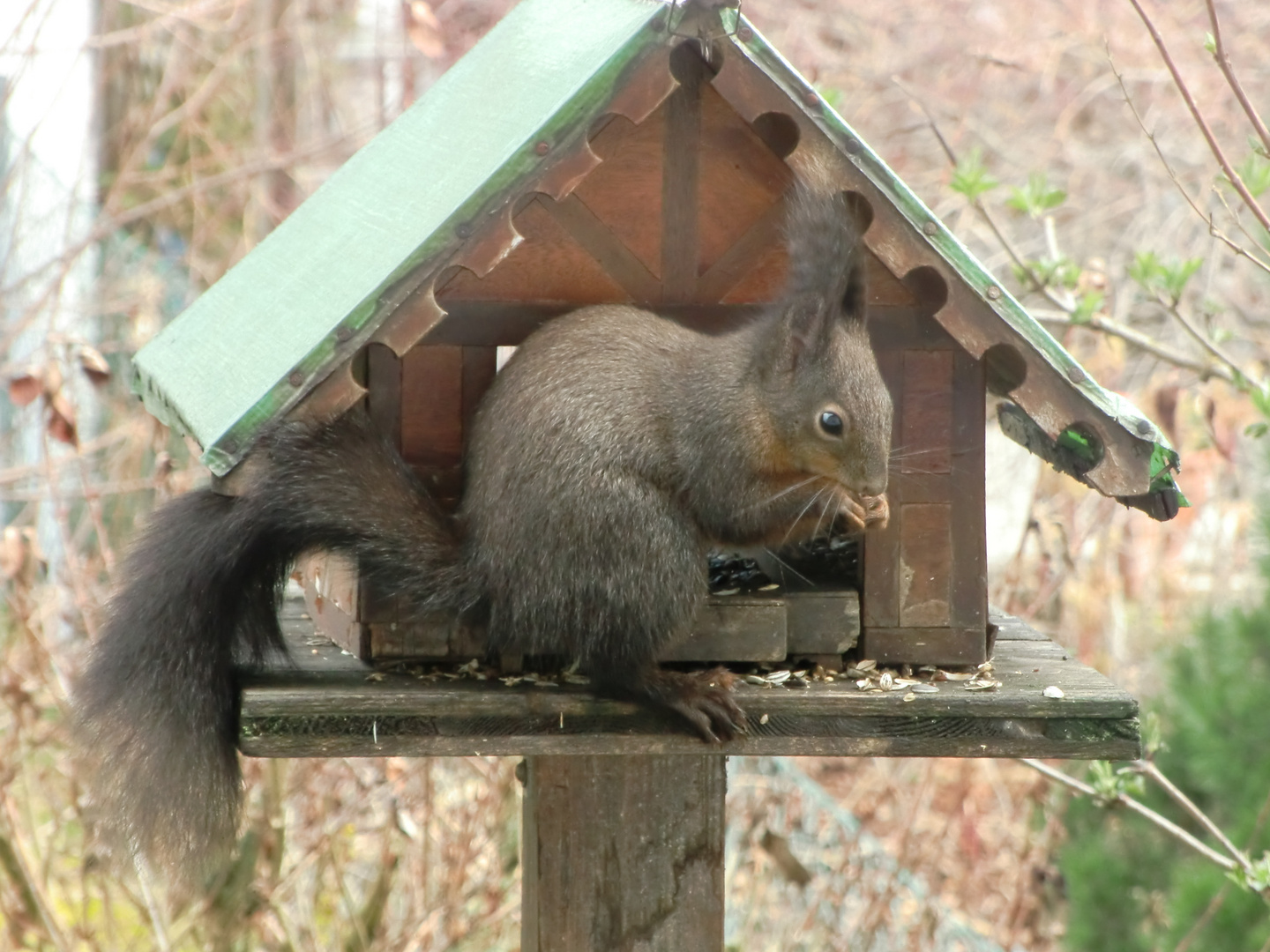 Eichhörnchen plündert Vogelhaus