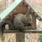 Eichhörnchen plündert Vogelhaus