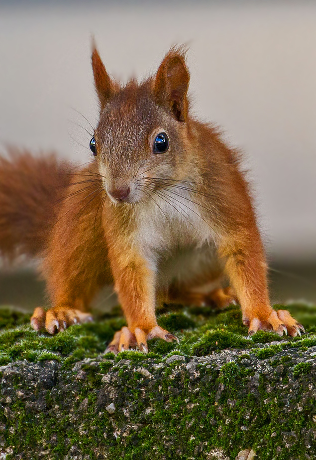 Eichhörnchen Porträt