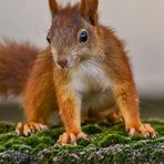 Eichhörnchen Porträt