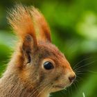 Eichhörnchen Portrait 