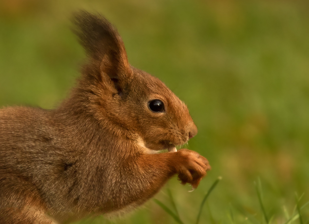 Eichhörnchen-Portrait 