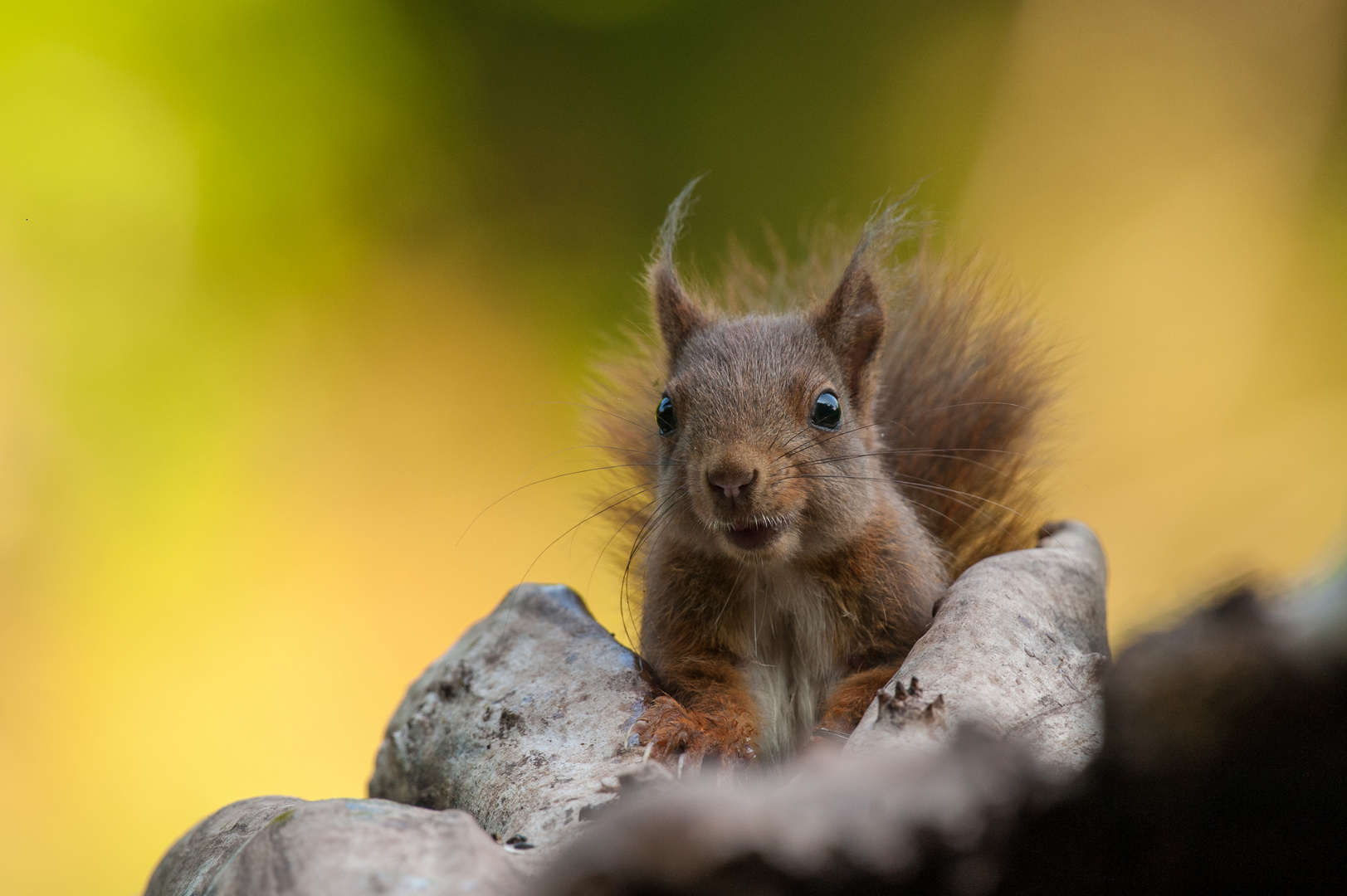 Eichhörnchen-Portrait