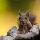 Eichhörnchen-Portrait