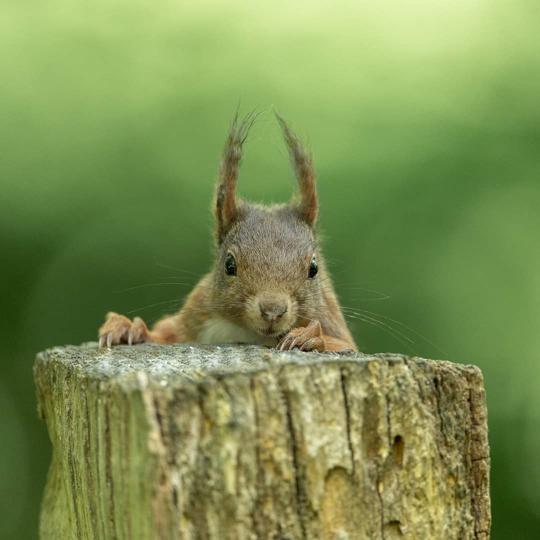 Eichhörnchen - Portrait 