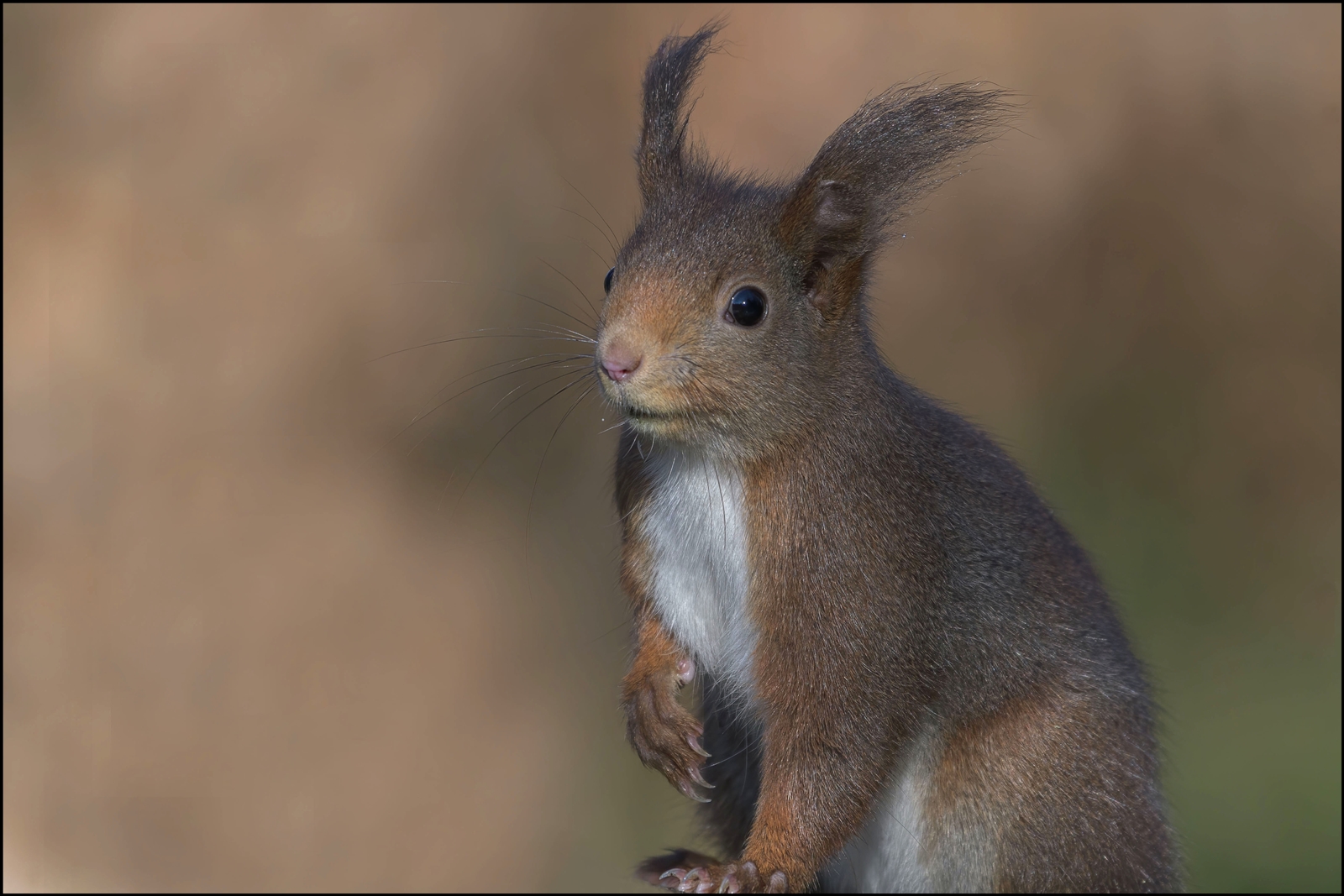 Eichhörnchen Portrait