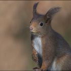 Eichhörnchen Portrait