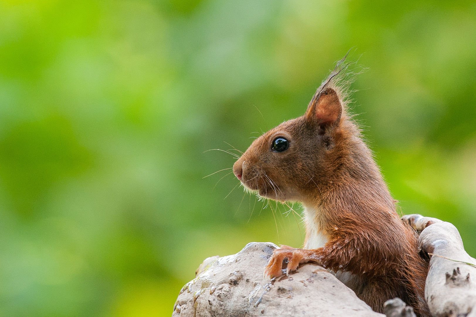 Eichhörnchen-Portrait