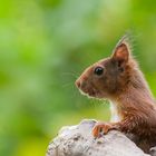 Eichhörnchen-Portrait