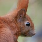 Eichhörnchen Portrait