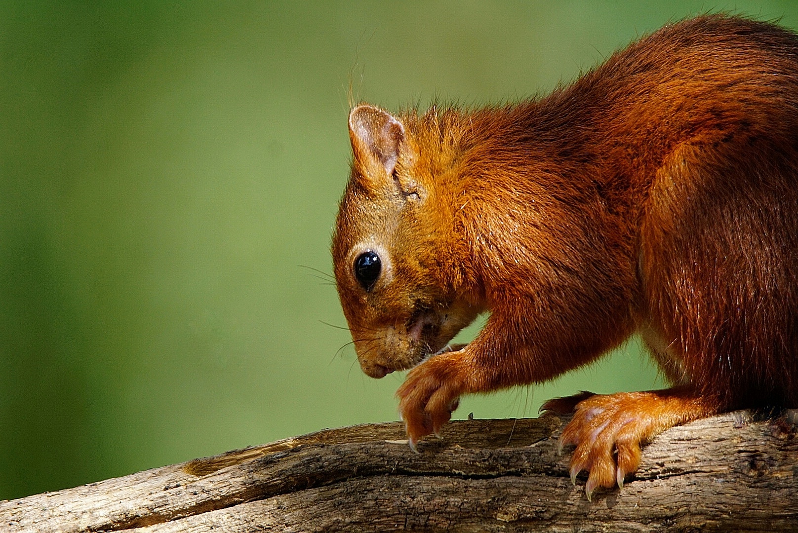 Eichhörnchen Portrait.