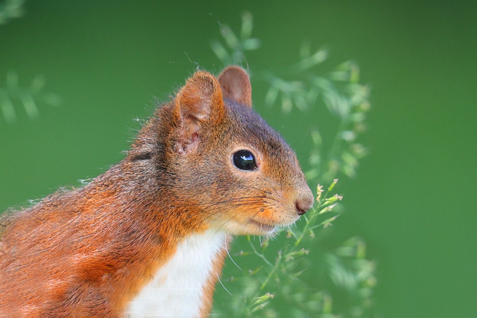 Eichhörnchen-Portrait