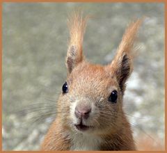 Eichhörnchen-Portrait