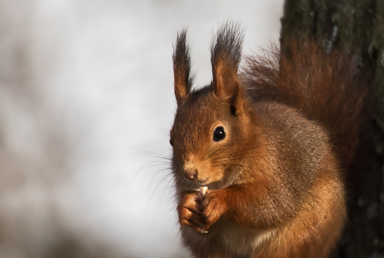 Eichhörnchen-Portrait 