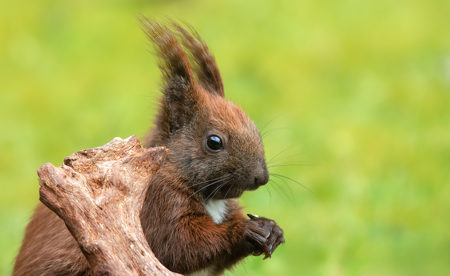 Eichhörnchen-Portrait