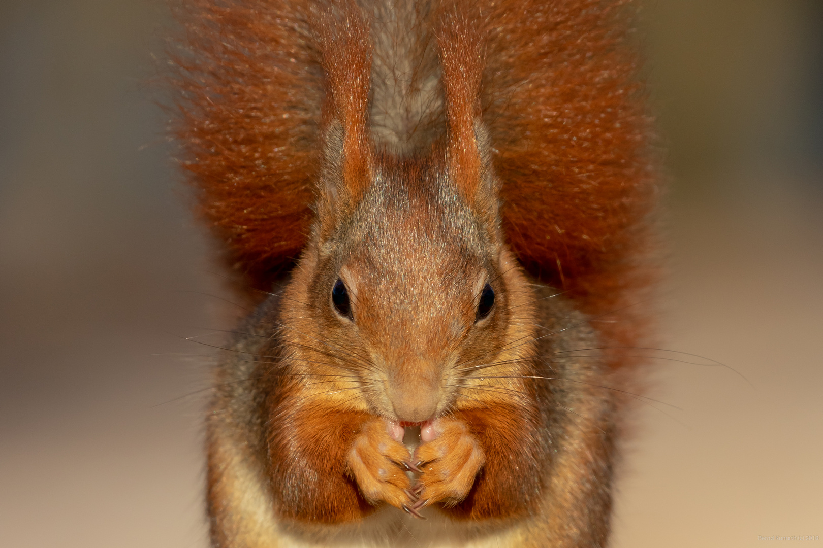 Eichhörnchen Portrait