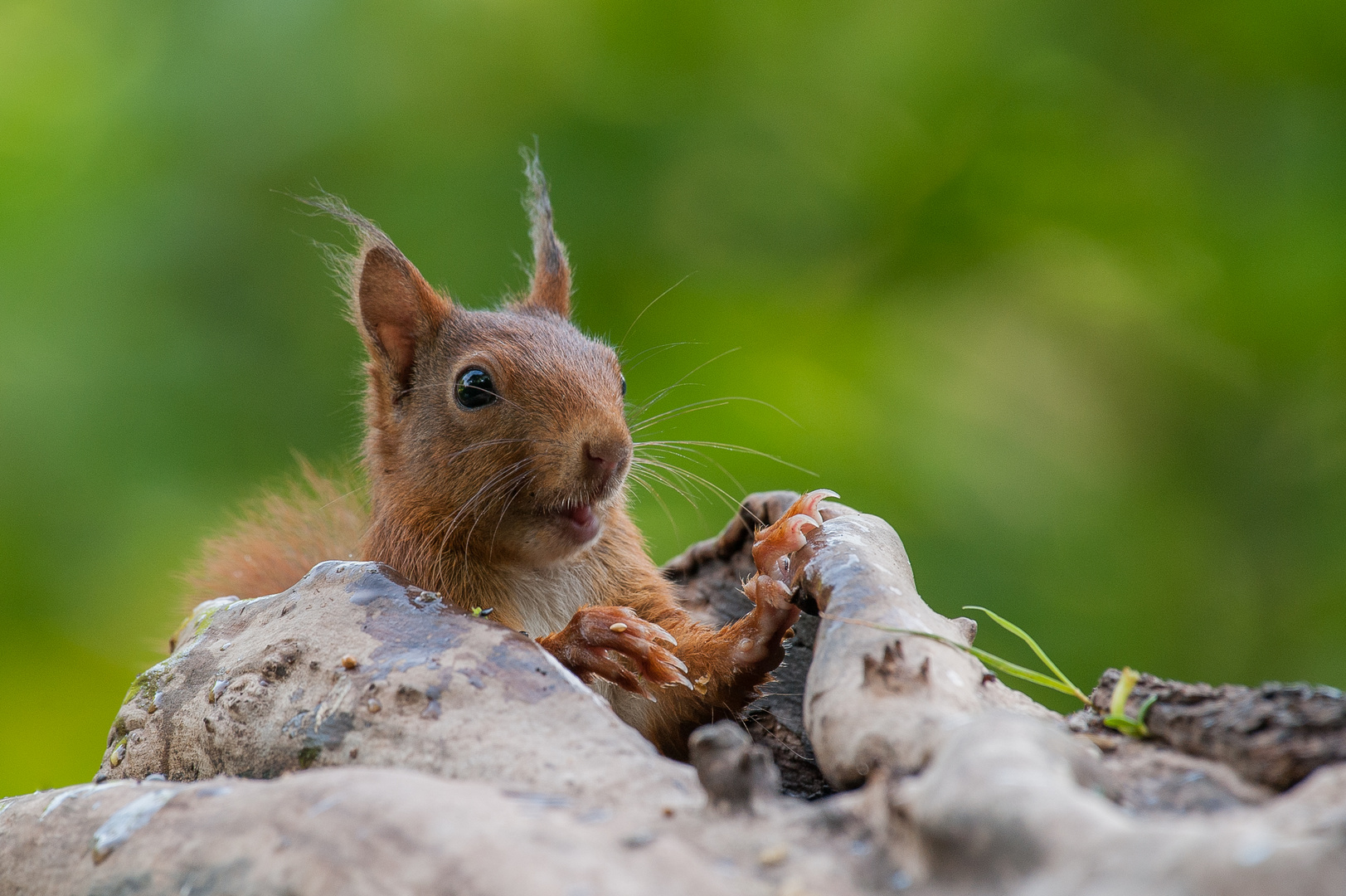 Eichhörnchen-Portrait