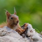 Eichhörnchen-Portrait