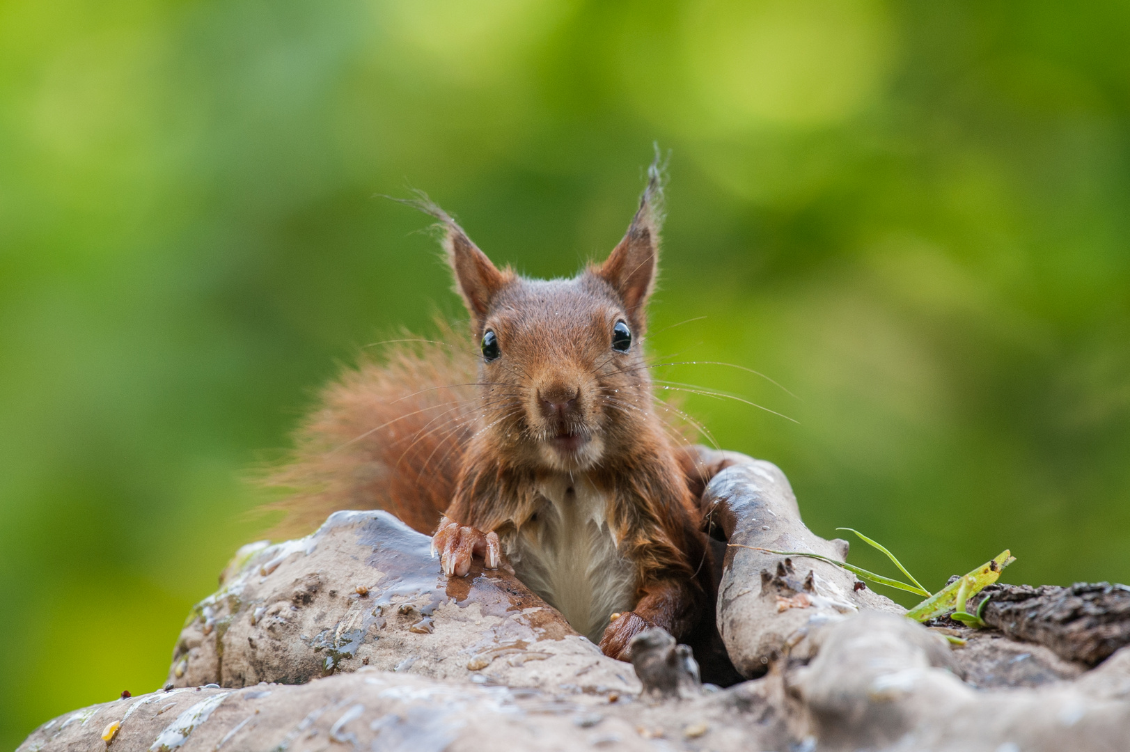 Eichhörnchen-Portrait