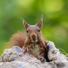 Eichhörnchen-Portrait