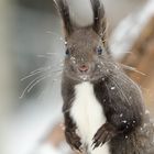 Eichhörnchen - Portrait