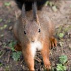 Eichhörnchen-Portrait- sweeeeet !!!