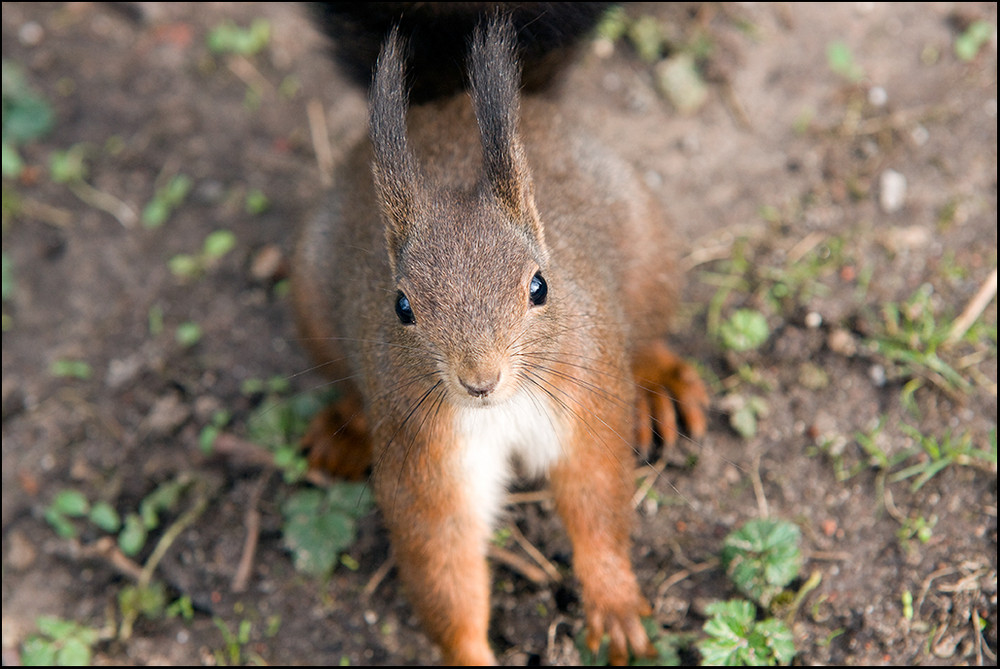 Eichhörnchen-Portrait- sweeeeet !!!