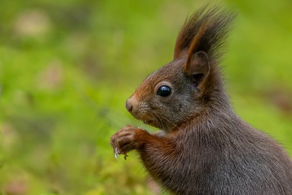 Eichhörnchen Portraits 