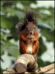 Eichhörnchen-Posing (1)