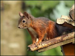 Eichhörnchen-Posing (2)
