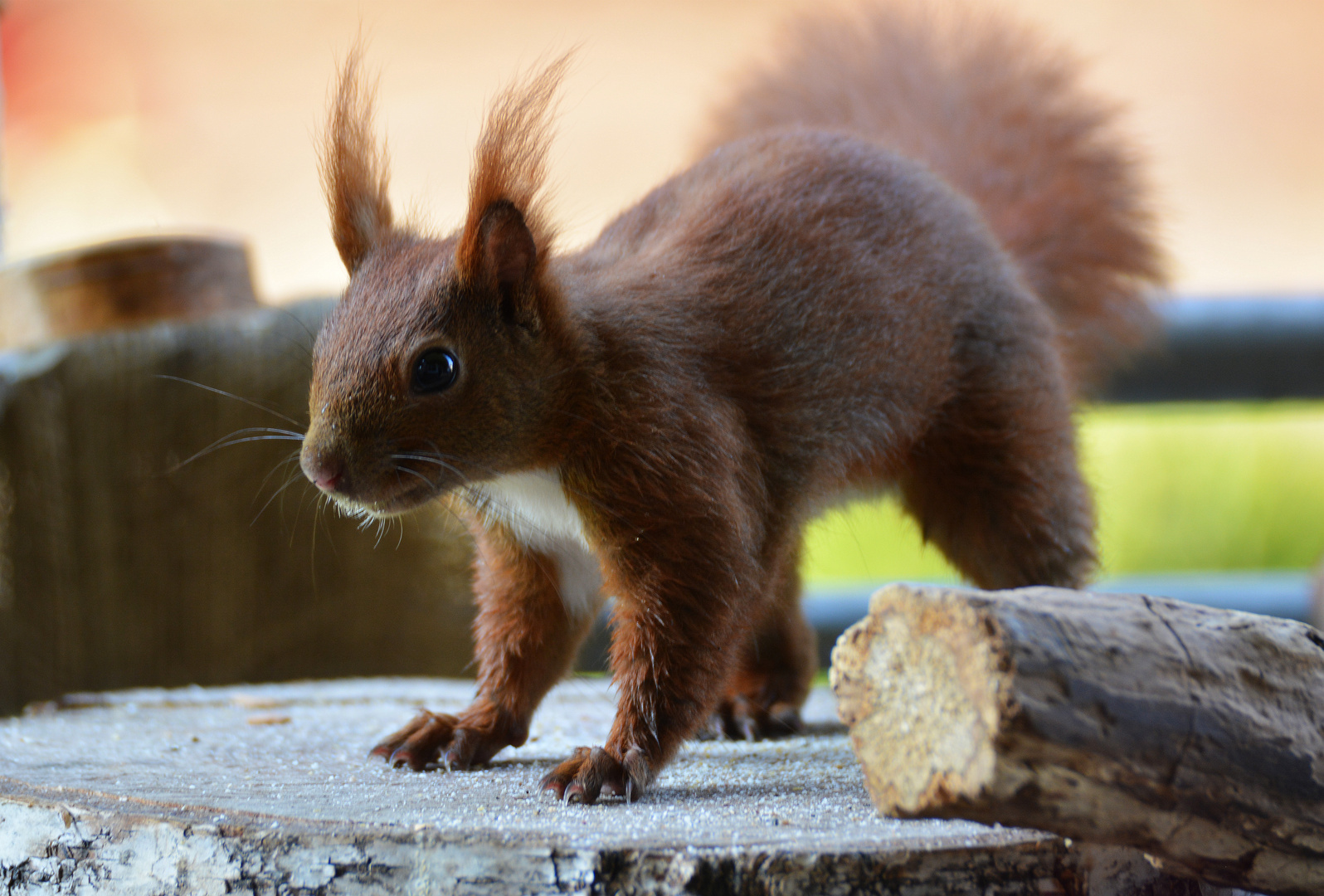 Eichhörnchen! Probefoto 2